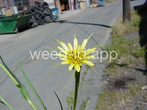 salsify, western